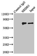 NEDD1 Antibody in Immunoprecipitation (IP)