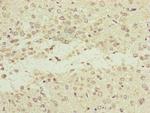 NEDD1 Antibody in Immunohistochemistry (Paraffin) (IHC (P))