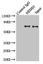 NEDD1 Antibody in Immunoprecipitation (IP)