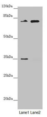 NEDD1 Antibody in Western Blot (WB)