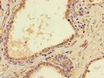 PTCD2 Antibody in Immunohistochemistry (Paraffin) (IHC (P))