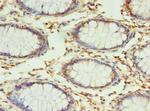 RPUSD4 Antibody in Immunohistochemistry (Paraffin) (IHC (P))