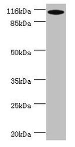 MYO19 Antibody in Western Blot (WB)