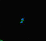 PLD6 Antibody in Immunocytochemistry (ICC/IF)