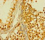 PLD6 Antibody in Immunohistochemistry (Paraffin) (IHC (P))