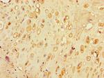 SLC30A7 Antibody in Immunohistochemistry (Paraffin) (IHC (P))