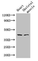 SLC30A7 Antibody in Western Blot (WB)