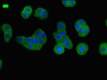 BBS1 Antibody in Immunocytochemistry (ICC/IF)