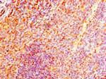 NMNAT3 Antibody in Immunohistochemistry (Paraffin) (IHC (P))