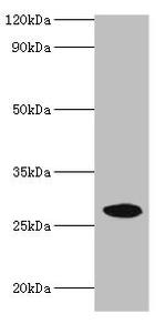 NMNAT3 Antibody in Western Blot (WB)