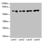 WDR16 Antibody in Western Blot (WB)