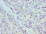 UBE2J2 Antibody in Immunohistochemistry (Paraffin) (IHC (P))