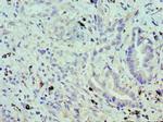 UBE2J2 Antibody in Immunohistochemistry (Paraffin) (IHC (P))