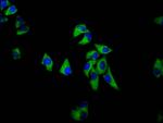 SEMA6D Antibody in Immunocytochemistry (ICC/IF)