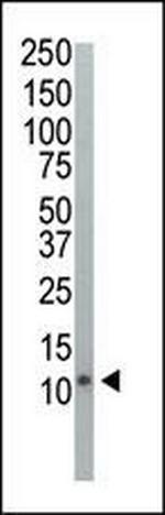 Ubiquitin Antibody in Western Blot (WB)