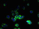 VN1R2 Antibody in Immunocytochemistry (ICC/IF)