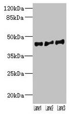 VN1R2 Antibody in Western Blot (WB)