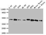 SPPL3 Antibody in Western Blot (WB)