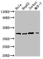 SPPL3 Antibody in Western Blot (WB)