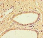 IL4I1 Antibody in Immunohistochemistry (Paraffin) (IHC (P))