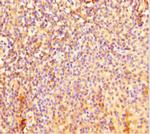 IL4I1 Antibody in Immunohistochemistry (Paraffin) (IHC (P))