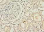 Amisyn Antibody in Immunohistochemistry (Paraffin) (IHC (P))