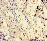 Amisyn Antibody in Immunohistochemistry (Paraffin) (IHC (P))