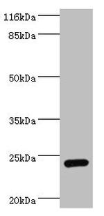 Amisyn Antibody in Western Blot (WB)