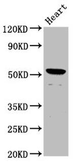 Naked1 Antibody in Western Blot (WB)