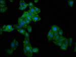 GBP4 Antibody in Immunocytochemistry (ICC/IF)