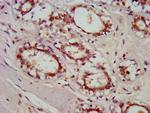 GBP4 Antibody in Immunohistochemistry (Paraffin) (IHC (P))