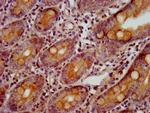 GBP4 Antibody in Immunohistochemistry (Paraffin) (IHC (P))