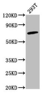 GBP4 Antibody in Western Blot (WB)