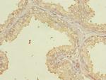 PQLC3 Antibody in Immunohistochemistry (Paraffin) (IHC (P))