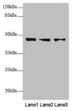 RNF34 Antibody in Western Blot (WB)