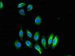 CREB3L1 Antibody in Immunocytochemistry (ICC/IF)