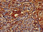 CREB3L1 Antibody in Immunohistochemistry (Paraffin) (IHC (P))