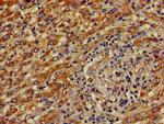 CREB3L1 Antibody in Immunohistochemistry (Paraffin) (IHC (P))