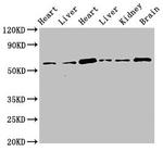 CREB3L1 Antibody in Western Blot (WB)