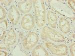 C3orf31 Antibody in Immunohistochemistry (Paraffin) (IHC (P))