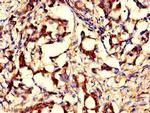 GNPNAT1 Antibody in Immunohistochemistry (Paraffin) (IHC (P))