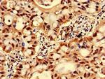 GNPNAT1 Antibody in Immunohistochemistry (Paraffin) (IHC (P))