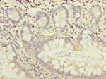 FAM118B Antibody in Immunohistochemistry (Paraffin) (IHC (P))