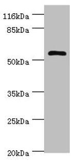 DPH2 Antibody in Western Blot (WB)