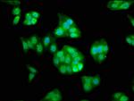 RASSF7 Antibody in Immunocytochemistry (ICC/IF)