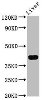 RASSF7 Antibody in Western Blot (WB)