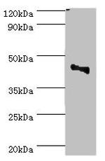 CBX8 Antibody in Western Blot (WB)