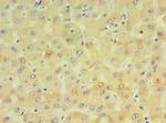 CYP4F12 Antibody in Immunohistochemistry (Paraffin) (IHC (P))