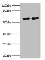 CYP4F12 Antibody in Western Blot (WB)