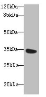 MIOX Antibody in Western Blot (WB)